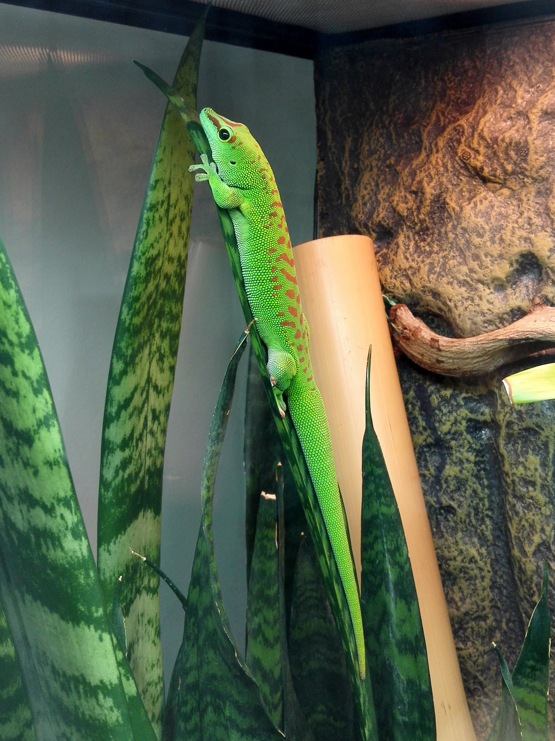 Gecko auf Bogenhanf senkrecht
